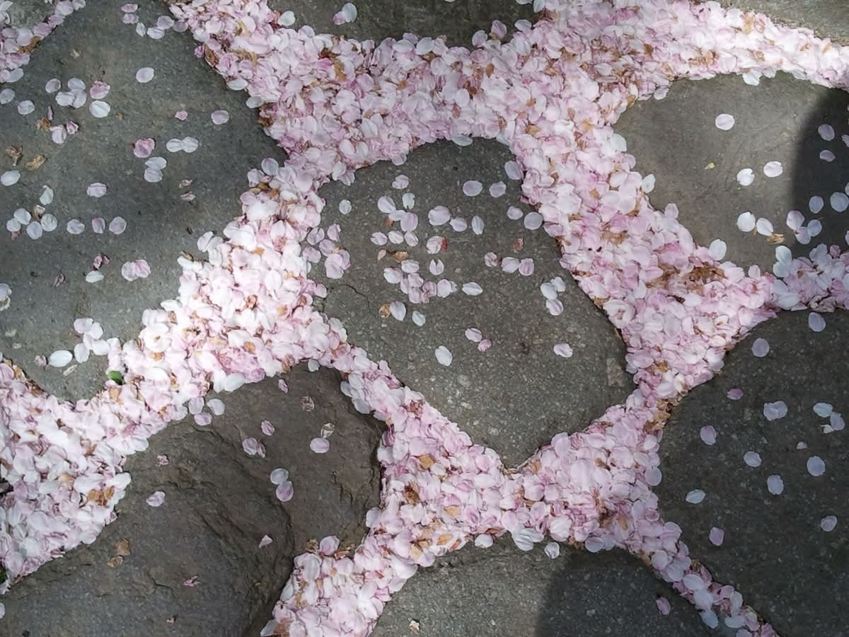 Discovery splash banner for ৎ asulα 🤍🌸 guilds ˚˖𓍢 icons.social.gaming.anime Discord server